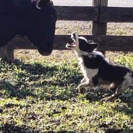 Border Collie All Grown Up from Mccurry Farms
