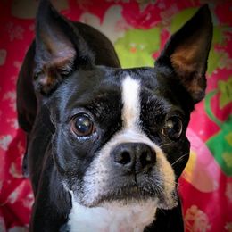 Serana - Boston Terrier