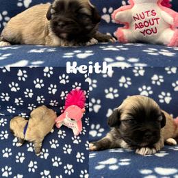 Keith - Cream male Lhasa Apso puppy in Cincinnati, Ohio from Shangri-La Lhasa Apsos