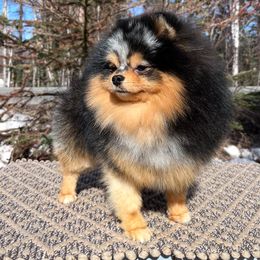 Stryker - Pomeranian