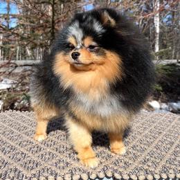 Stryker - Pomeranian