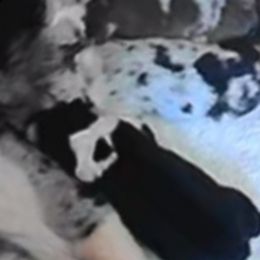 Lady Grey - Black tri-color female Australian Shepherd puppy in California from Skiba Aussies