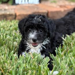 Phillip - Black and white male Sheepadoodle puppy in Wharton, Texas from Little Fur Friends