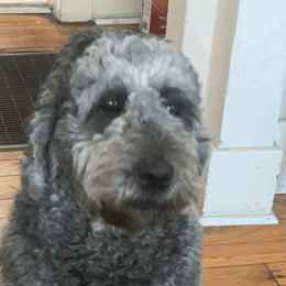 Goldendoodles from Goldendoodle Savanah