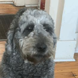 Goldendoodles from Goldendoodle Savanah