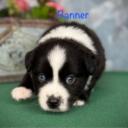 Banner - Black & white male Miniature Australian Shepherd puppy in Chino Valley, Arizona from BlueZion Aussies