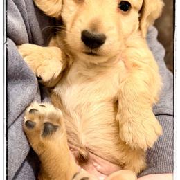 Sammy - Cream male Dachshund puppy in Cincinnati, Ohio from Caines Dachshund Farm