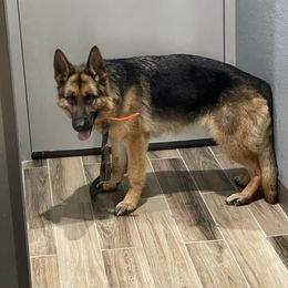 Hedi - German Shepherd