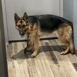 Hedi - German Shepherd