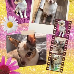Pixie - Merle female Chihuahua puppy in North Dakota from American Dream Chihuahua’s