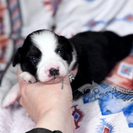 Cuddles - Black tri female Toy Australian Shepherd puppy in Liberty Hill, Texas from Pistol Paws Aussies
