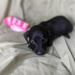 Girl 1 - Black female Dachshund puppy in Richwood, West Virginia from Wild and Wonderful Wieners