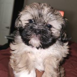 TRUFFLES - Black gold and white female Shih Tzu puppy in Chapel Hill, North Carolina from A Handful of Love Breeders.LLC