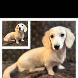 Mallow - Dachshund