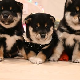 Shiba Inu Puppies from Hillsdale Shiba Inu