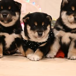 Shiba Inu Puppies from Hillsdale Shiba Inu
