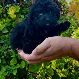 Yippie - Black female Poodle puppy in Cisco, Texas from Southern Girls Poodles