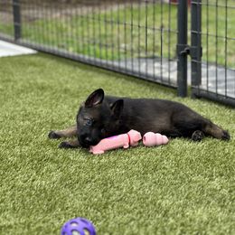 German Shepherd Puppies from 7OaksK9