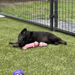 German Shepherd Puppies from 7OaksK9