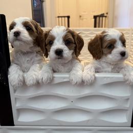 Bernedoodle, Cavapoo, and Goldendoodle Puppies from Adored Poodle & Doodles