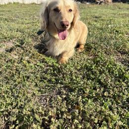 Frodo - Dachshund