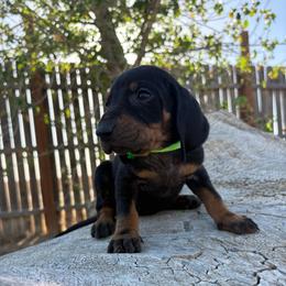 Fathers Day Lime Green Girl - Black and tan female Black and Tan Coonhound puppy in Pueblo, Colorado from BT Coonhound
