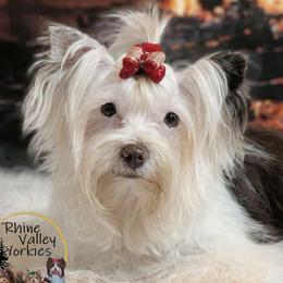 Faith - Yorkshire Terrier