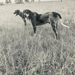 Bluetick Coonhound All Grown Up from RE Hounds