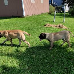 Mastiff All Grown Up from Great Lakes Mastiffs