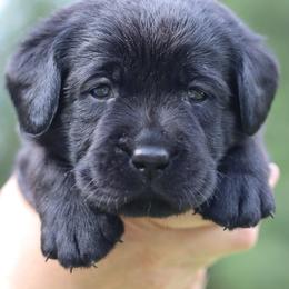 Girl last pick - Black female Labrador Retriever puppy in Williston, Florida from Royal K Labradors