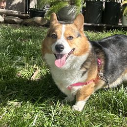 Pembroke Welsh Corgis from Golden Coast Corgis