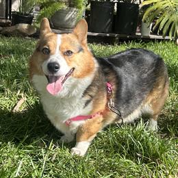 Pembroke Welsh Corgis from Golden Coast Corgis