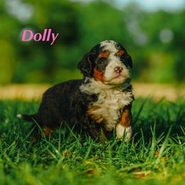 Dolly - Tri-color female Bernedoodle puppy in Stuart, Oklahoma from G Ridge Kennels