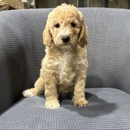 Lady - Apricot female Goldendoodle puppy in Owenton, Kentucky from Elagant Acres
