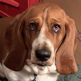 Belle - Basset Hound