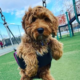 Prim - Australian Labradoodle