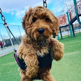 Prim - Australian Labradoodle