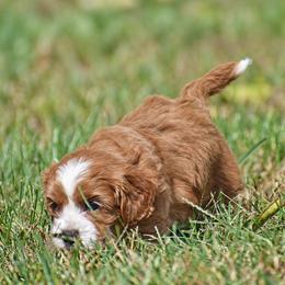 Rylynn - Red female Cavapoo puppy in Narvon, Pennsylvania from Stoltzfus Family Puppies (license number 18844)