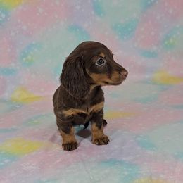 Dachshund Puppies from Newbern's Nuggets