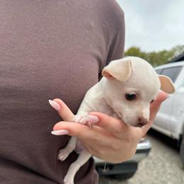 Tiny Polaris - Cream and white female Chihuahua puppy in Alvord, Texas from Gift of Gods Favor