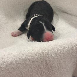 Black - Black and white female Sheepadoodle puppy in Fayette, Alabama from Luxapallila Sheepadoodles
