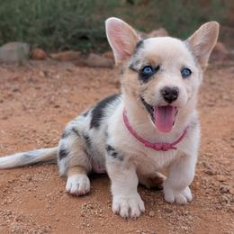 AKC Cardigan Girl 'Sunny - Blue merle and white female Cardigan Welsh Corgi puppy in Tombstone, Arizona from WeVolution Off-Grid