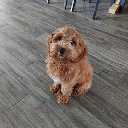 Cavalier King Charles Spaniel and Cavapoo Puppies from Country Life Cavaliers