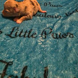 Black merle 1 - Merle female Chihuahua puppy in Clarksville, Indiana from Fabulous little paws