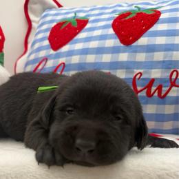 Green - Black male Labrador Retriever puppy in Heath Springs, South Carolina from Rich Hill Retrievers
