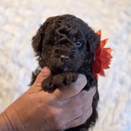 Sarah Orange aka Bevo - Brown female Bernedoodle puppy in Vernon, Texas from Sugarland's Texas Goldendoodles