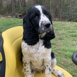 Dark Green Collar - Black and white English Springer Spaniel puppy in Murphy, North Carolina from Sweet Carolina Springers