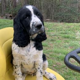 Dark Green Collar - Black and white English Springer Spaniel puppy in Murphy, North Carolina from Sweet Carolina Springers