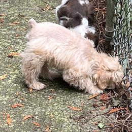 Levi - Wheaten male Miniature Schnauzer puppy in Port Orchard, Washington from Silver Bells Miniature Schnauzers