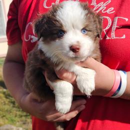 Red Tri - Red tri male Toy Australian Shepherd puppy in Addy, Washington from Mountain Mama Mastiffs and Tailspin Toy Aussies